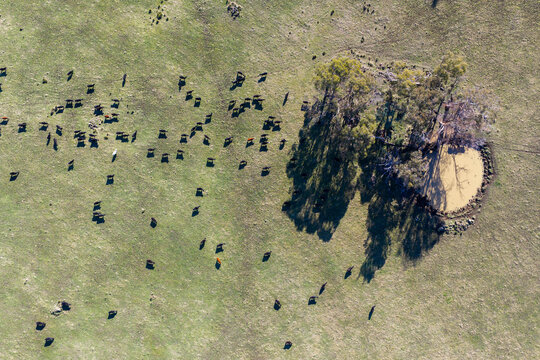 regenerative Cattle Herd Rotational Grazing on Green Australian Farm Pasture Landscape