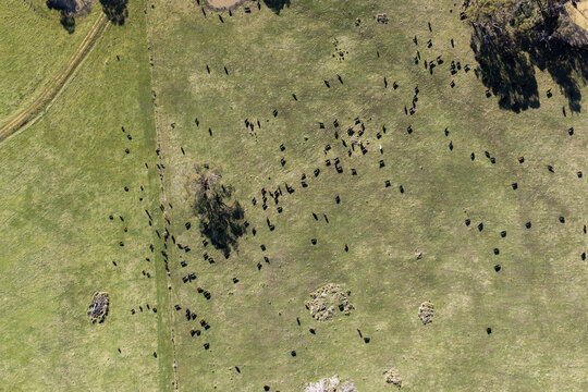 regenerative Cattle Herd Rotational Grazing on Green Australian Farm Pasture Landscape