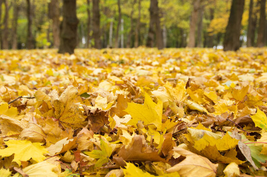 Colorful foliage in the autumn park