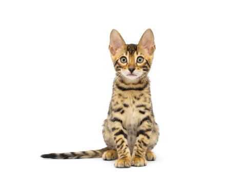 British kitten on white background. Cat