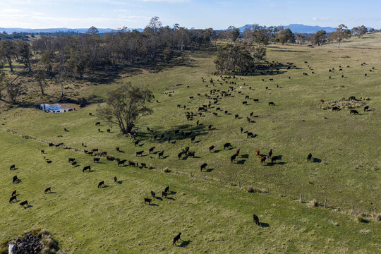 regenerative Cattle Herd Rotational Grazing on Green Australian Farm Pasture Landscape