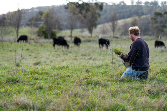 Farmer in a field checking the helath of plants in a green pasture inspecting soil and plant roots next to a shovel and cattle