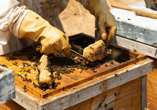 Beekeeper harvesting fresh honeycomb from a busy beehive