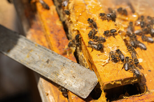 Beekeeping working bees on wooden honeycomb frame