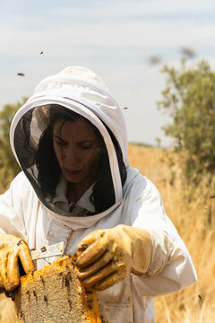 Beekeeper inspecting honeycomb frames with flying bees
