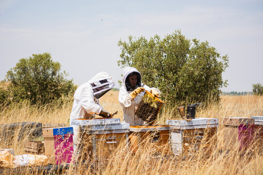 Beekeepers checking honeycomb frames at apiary