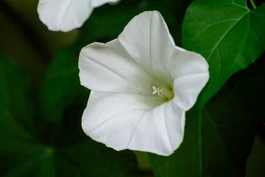 Horizontal botanical close-up photo of white bindweed flower in green leaves real life photography