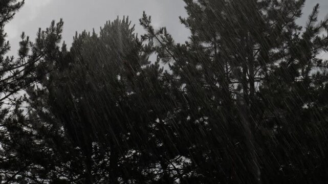 Heavy rain and hail falling against windblown pine trees and overcast grey sky during a storm