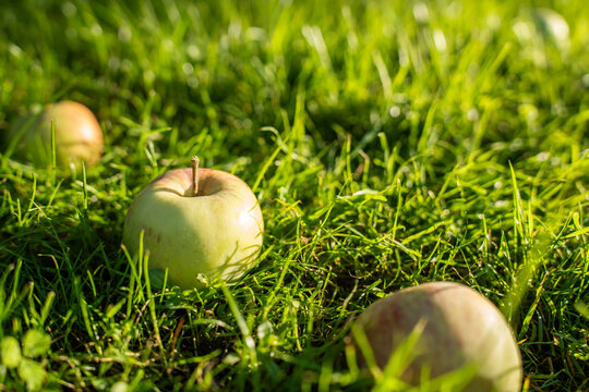 View of fresh green apples resting on lush green grass in a sunny garden in Riga, Latvia.