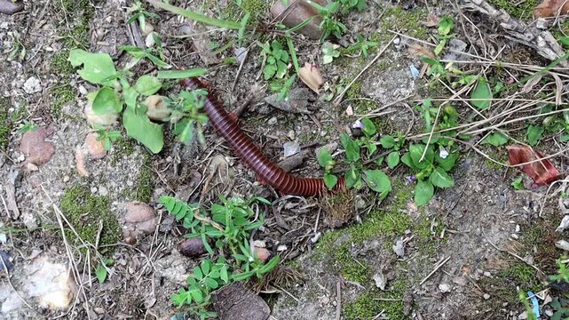 Red Millipede Curled In Spiral On Damp Soil Natural Habitat.
Close-up footage of a reddish brown millipede curled in defensive spiral on damp ground with wild grass.