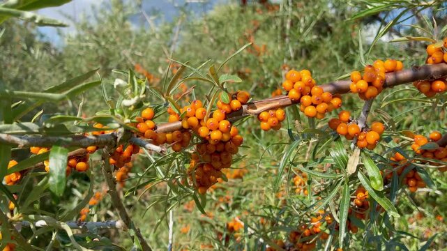 Ripe sea buckthorn berries on branches close-up