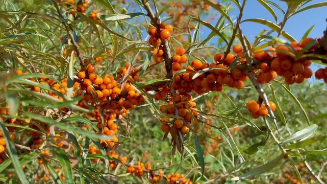 Ripe sea buckthorn berries on branches close-up