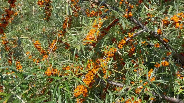 Ripe sea buckthorn berries on branches close-up
