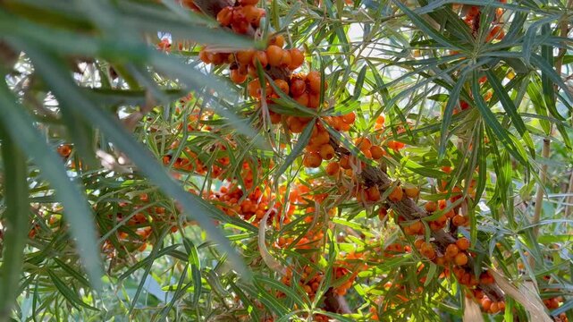 Ripe sea buckthorn berries on branches close-up