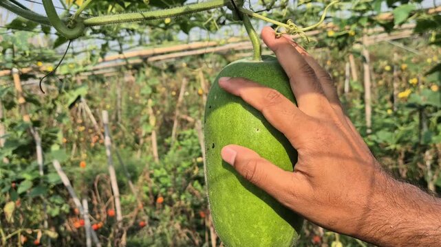 Farmer Hand Inspecting Hanging Ash Gourd On Bamboo Trellis Close Up Shot