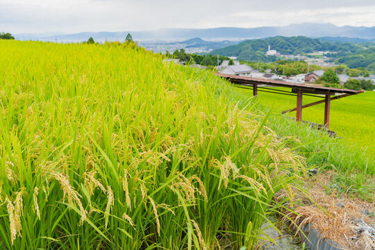 Rizi&egrave;re m&ucirc;rissante avec vue sur la ville de Gose dans la pr&eacute;fecture de Nara