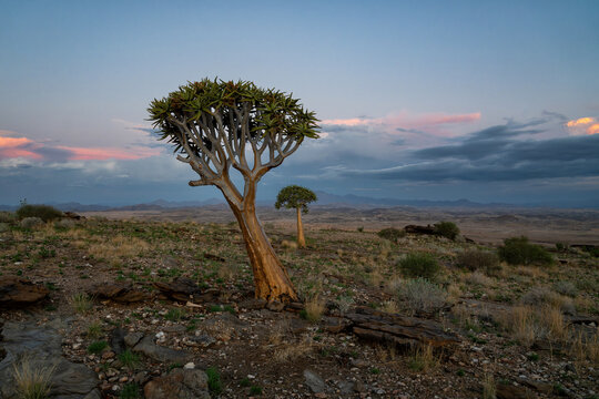 Quiver tree in the Valley of the thousand hillst in the desolate Rostock area between Solitaire and Walvis Bay in Namibia