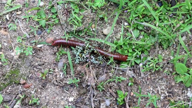 Defensive Behavior of Millipede Curling Into Spiral On Ground.
Top view video of millipede curling body into a tight spiral when threatened, on gravel soil with small plants, natural defense mechanism