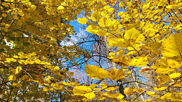 Golden autumn canopy of yellow leaves against blue sky