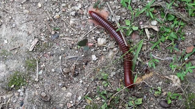 Top Down View Of Millipede In Tropical Garden Soil.
Static top-down footage of a single millipede moving then coiling among green grass and soil, micro ecosystem concept.