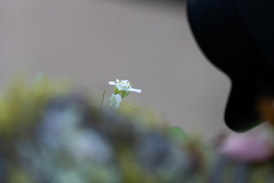Petite fleur blanche d&eacute;licate isol&eacute;e dans une composition sombre et abstraite