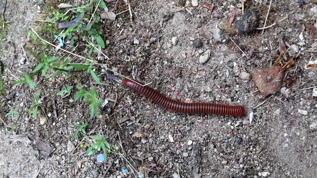 Millipede Staying Still Coiled On Garden Soil Ground.
Calm footage of a millipede staying still in coiled position on damp garden soil, peaceful nature atmosphere.