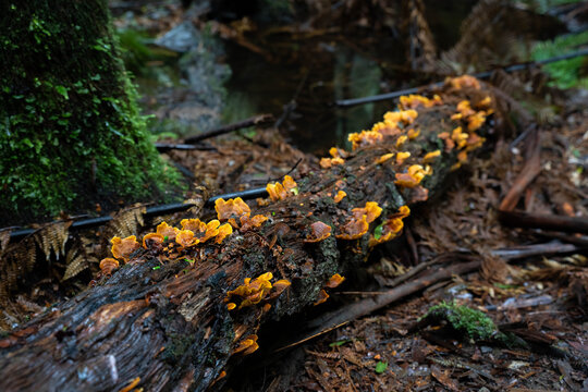 Bright orange bracket fungi growing along a decaying fallen log in a temperate Australian rainforest