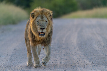 Dominant male lion hanging around in the green season in the Kruger National Park in South Africa © henk bogaard
