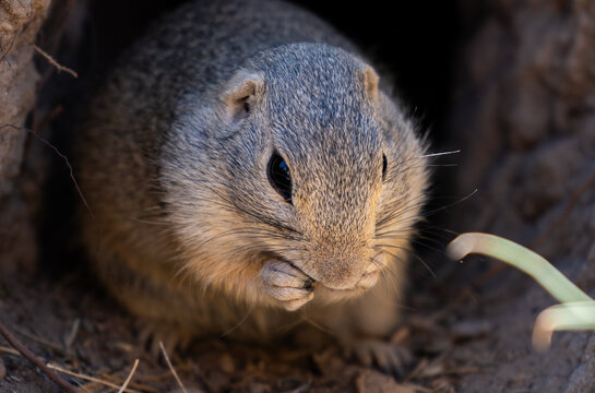 Ground squirrel appears. Burrow frames mammal. Grass reaches muzzle. Wildlife portrait captures curiosity. Warm fur, attentive eyes, rounded face, earthy shelter, natural vegetation create an intimate