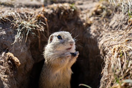 Ground squirrel emerges. Burrow frames mammal. Dry grass surrounds. Wildlife portrait captures alertness.