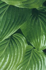 Fototapete Badezimmer Close-up of lush green hosta leaves with rich texture.  © Letitia