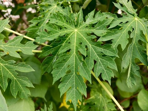 Fresh green leaves of the Chaya plant under natural outdoor lighting, highlighting the organic texture and patterns of a tropical herbal vegetable.