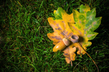Autumn leaves and acorns on lush green grass © Letitia