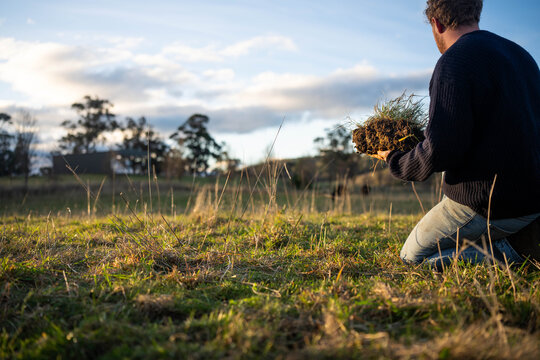 regenerative organic farmer, taking soil samples and looking at plant growth in a farm. practicing sustainable agriculture