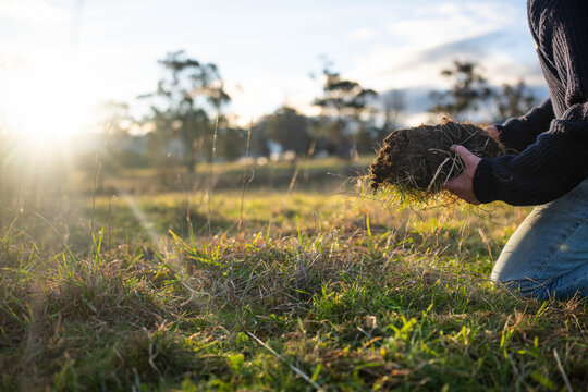 Farmer in a field checking the helath of plants in a green pasture inspecting soil and plant roots next to a shovel and cattle