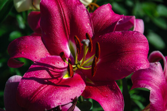 Close-up of a vibrant pink lily flower with morning dew drops glistening