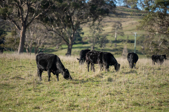 Black Angus cattle grazing on dry, sparse pasture during climate variation on an Australian farm