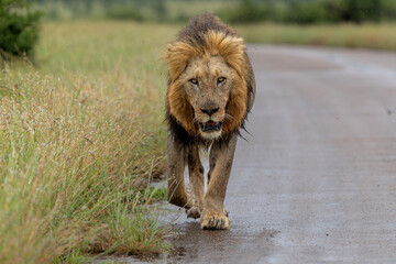 Dominant male lion hanging around in the green season in the Kruger National Park in South Africa © henk bogaard