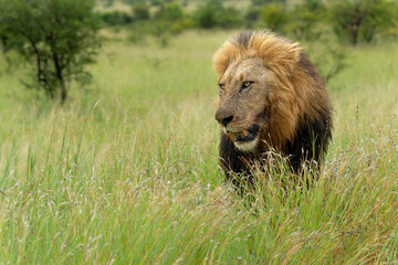 Dominant male lion hanging around in the green season in the Kruger National Park in South Africa © henk bogaard