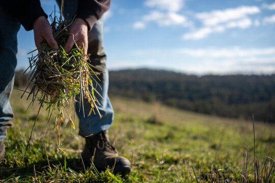 Farmer inspecting soil carbon and pasture roots for climate-smart regenerative agriculture