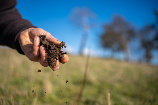 Agronomist Farmer kneeling in a paddock examining a clump of grass roots for soil health analysis in spring