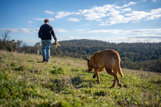 Farmer inspecting soil carbon and pasture roots for climate-smart regenerative agriculture