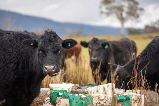 Black Angus cattle feeding from a supplement trough in a rural Australian farm paddock in spring