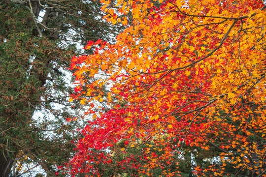 Beautiful autumn maple tree leaves with orange and red foliage against blue sky.