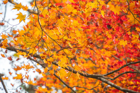 Beautiful autumn maple tree leaves with orange and red foliage against blue sky.