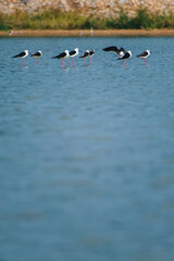 Fototapeta premium Several black-winged stilts stand in a shallow freshwater pond in India, with one bird captured in mid-flight above the water, showcasing a serene wetland scene.