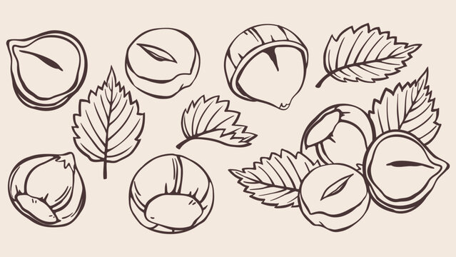Hazelnut Set with Serrated Leaves and Shells. Hand Drawn Doodle Style Nut Collection with Brown Lines on Beige Background. Minimalist Outline Icon and Symbol for Packaging, Menu and Logo Design.