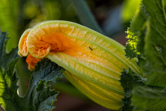 Zucchini flower with ant close up.Yellow zucchini flower with an ant on the petal surrounded by green leaves. Zucchini plant flowering in a home vegetable garden.