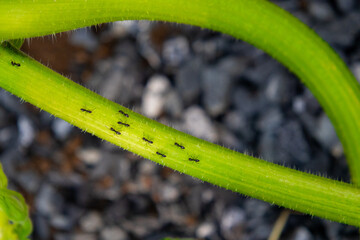 Small black ants crawling on a fresh green plant stem, close-up of insects in a natural garden environment. © Ksenia