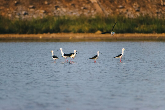 Five black-winged stilts wade in shallow water with one flying, captured in a tranquil wetland habitat in Bengaluru, India. A natural avian scene.